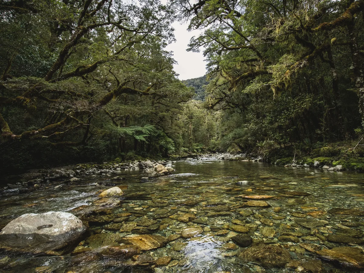 The Sanctuary , George Sound Walking Track,Fiordland Outdoors